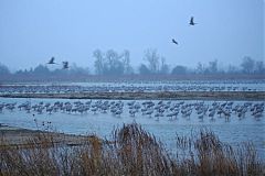 Sandhill Crane